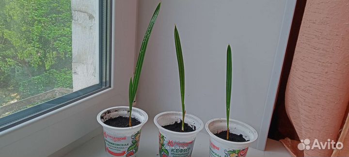 Финиковая пальма