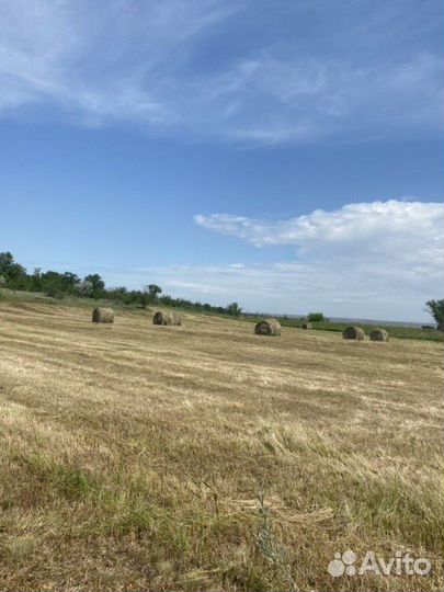 Сено Разнотравие с поля