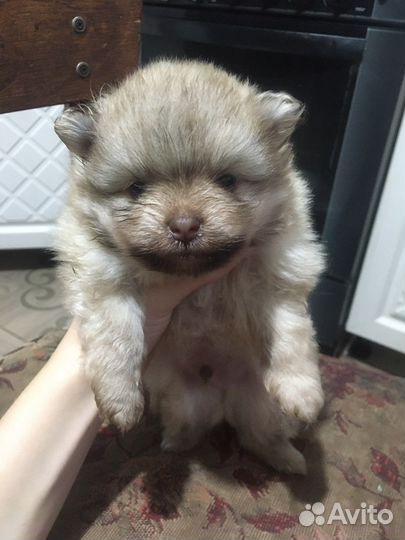 Померанский шпиц