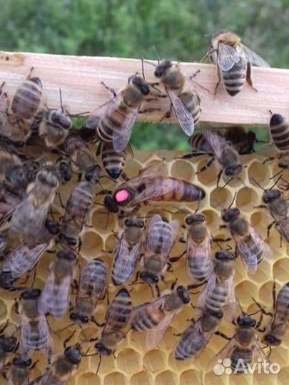 Пчеломатки Бакфаст, Карника плодные ф1