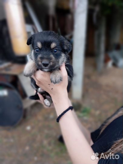 Щенки в добрые руки