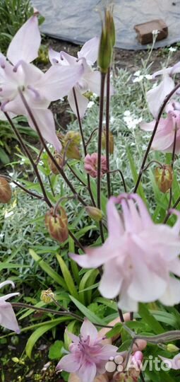 Анемона, аквилегия(водосбор)