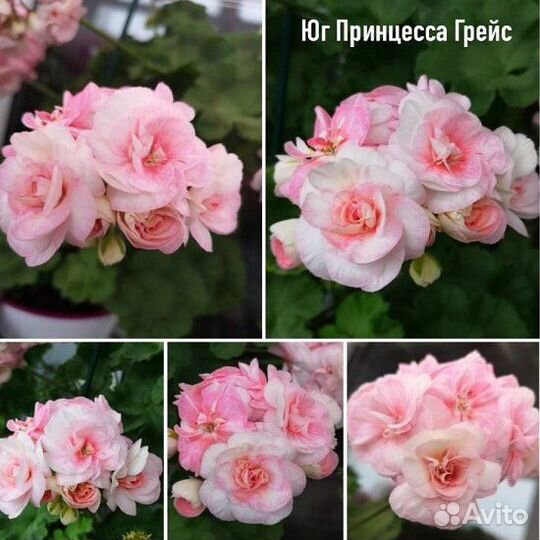 Пеларгонии сортовые