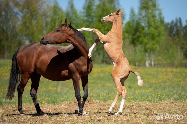 Лошади ахалтекинские кобылы матки объявление продам
