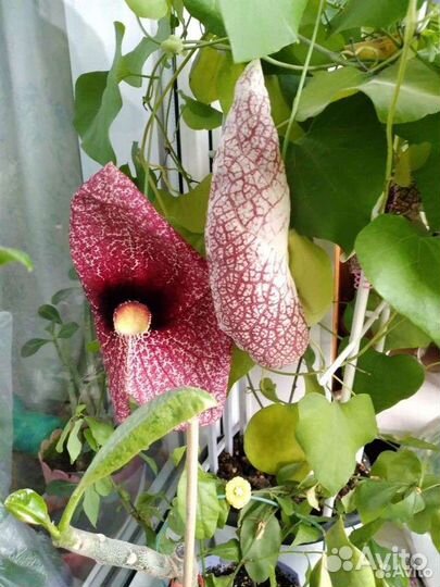 Аристолохия, взрлслое ростение