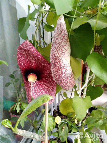 Аристолохия, взрлслое ростение