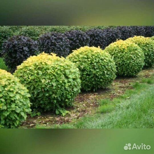 Декоративные кустарники