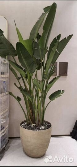 Стрелиция николая