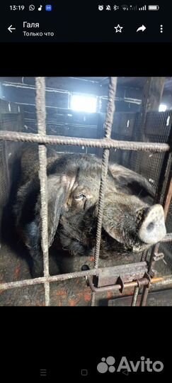 Кабан на племя