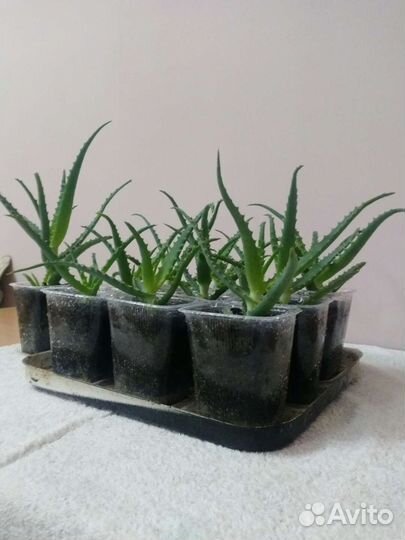 Алоэ столетник, лечебный