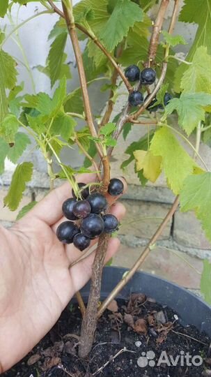 Ягодные кустарники