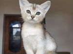 Абиссинский котенок серебро