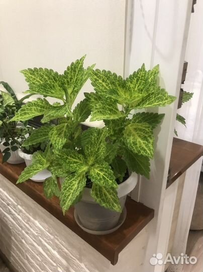 Комнатные цветы