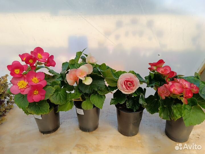 Бегония элатиор