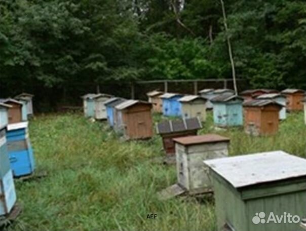 Мед 24 года натуральный оптом