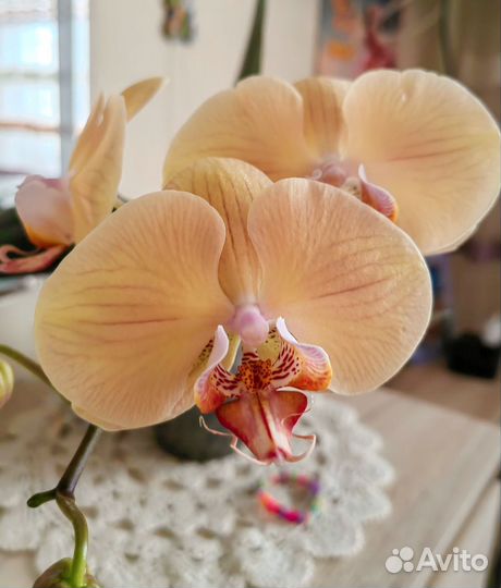 Орхидея фаленопсис
