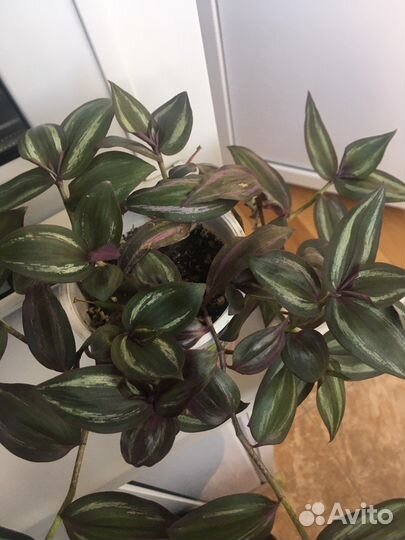 Традесканция