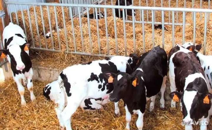 Телята бычки