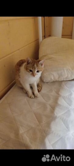 Кошка рыжая по кличке Перси (девочка)