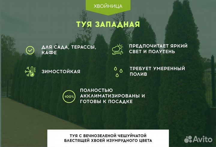 Туи Экстра качкства крупномеры
