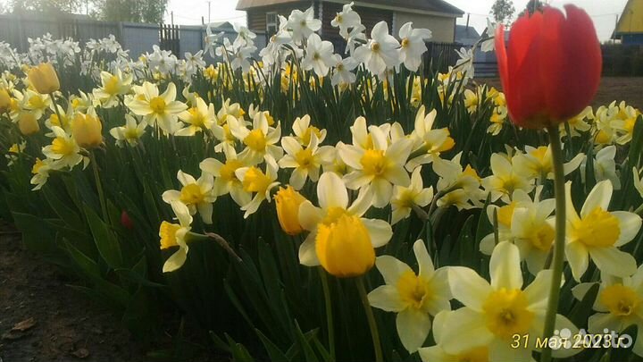 Луковицы нарциссов