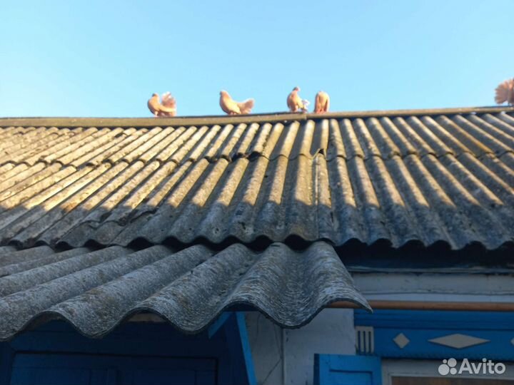 Голуби павлины