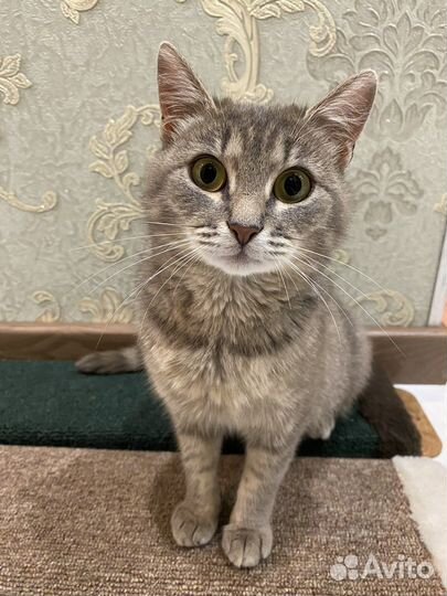 Кошка в дар