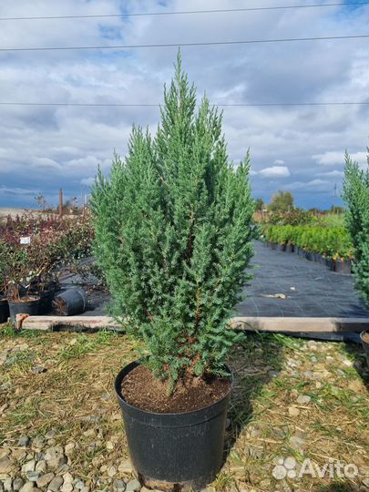 Растения Можжевельник китайский Стрикта