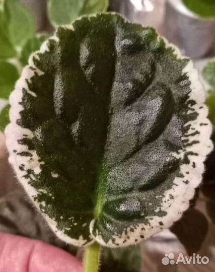 Листья фиалок