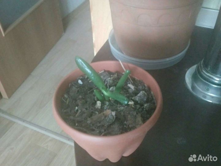 Крассула Хоббит и др