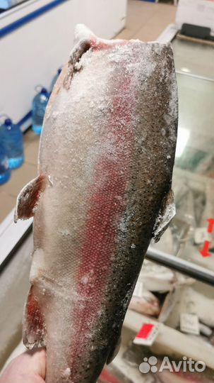 Форель морская