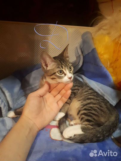 Кошка в дар бесплатно