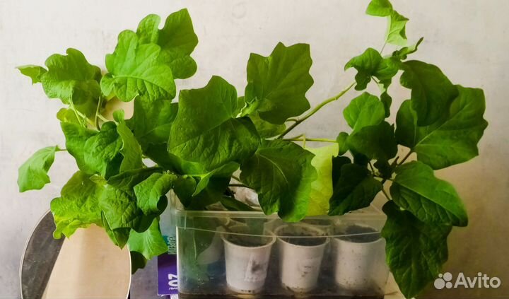 Рассада баклажан перцев