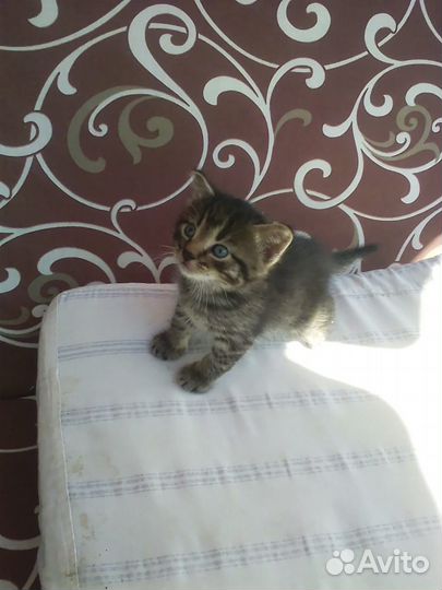 Кошка в дар бесплатно