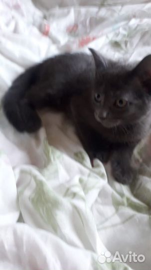 Катя а в дар