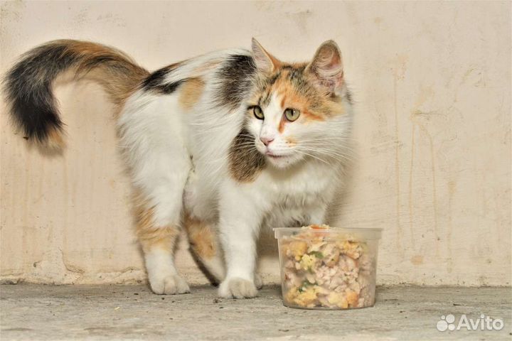 Шикарная кошка в дар