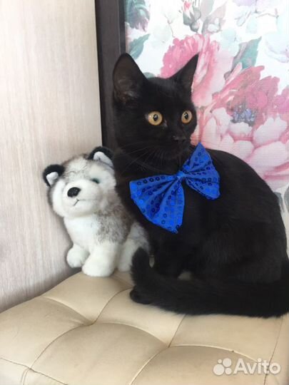 Котенок с лунными глазами