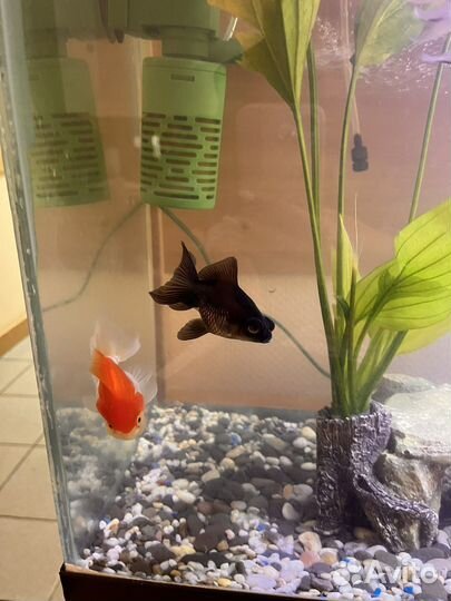 Золотые рыбки