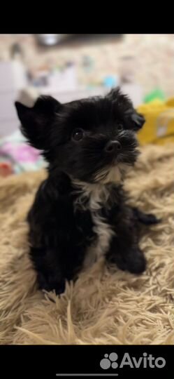 Маленькая собака