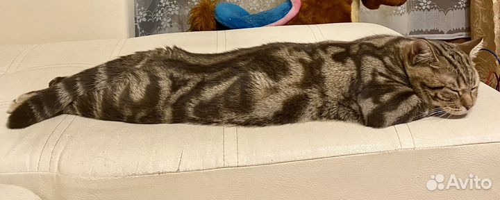 Кот шотландец на вязку