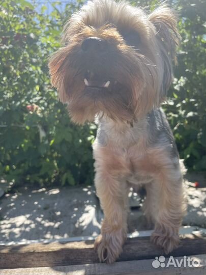 Продам йорка