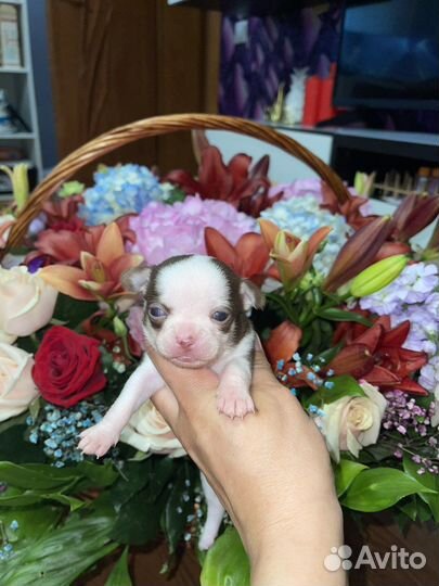 Чихуахуа щенки