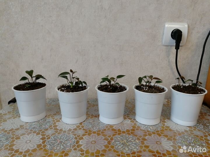 Антуриум чёрный