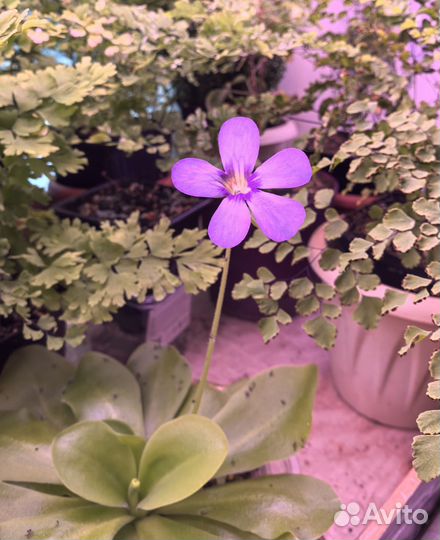 Росянкатоkaiensis