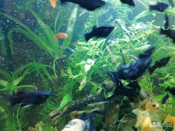 Креветки, Молинезии, расстения