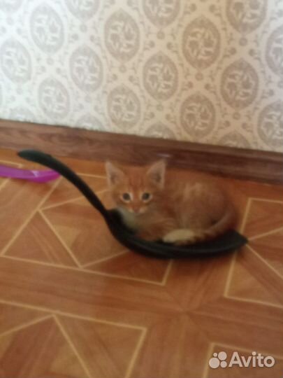 Милые котята