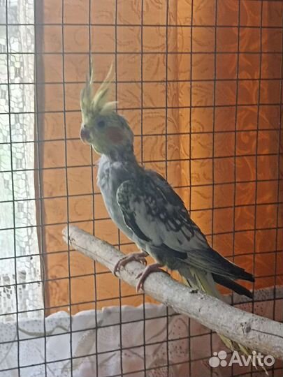 Попугай корелла птенец девочка 4. Начала говорить