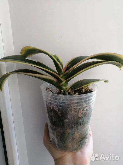 Орхидея фаленопсис