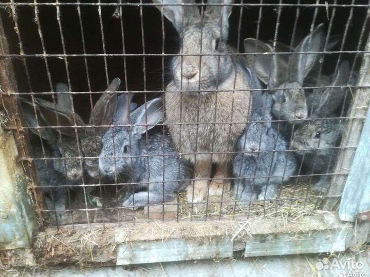 Кролик Великан