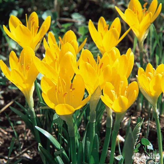 Крокусы осенние луковицы (штенбергия)